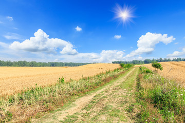 Fototapeta na wymiar A country road in the wheat field