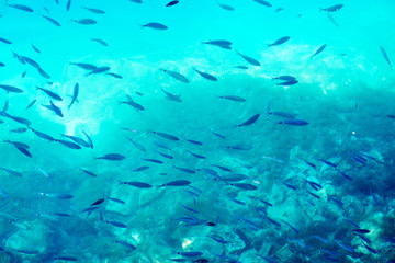 Fototapeta na wymiar School of fish in the sea Underwater