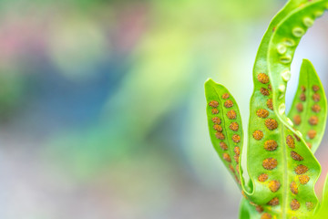 green leaf with stomata macro