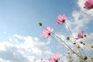 秋空とコスモス