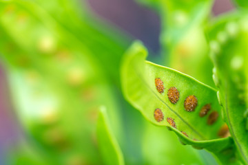 green leaf with stomata macro