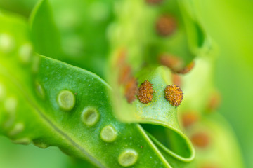 green leaf with stomata macro