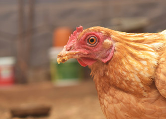 Village hen