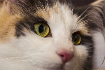 ノルウェージャンフォレストキャット