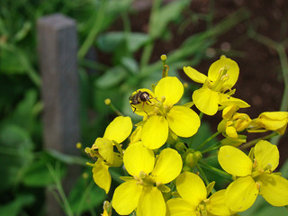 A fly on a yellow flower