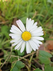 Fototapeta premium paquerette