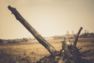 Broken Tree Branches Retro