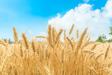 Ripe wheat field and blue sky with clouds