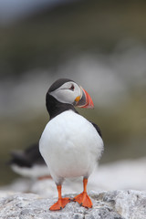 An adult Atlantic Puffin (Fratercula arctica) stood on a rock, Farne Islands, Northumbria, England, UK.