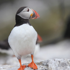 An adult Atlantic Puffin (Fratercula arctica) stood on a rock, Farne Islands, Northumbria, England, UK.