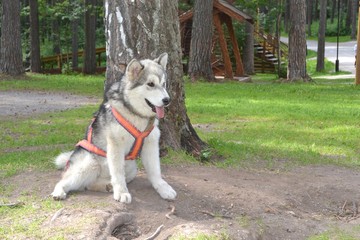 RUSSIA-KEMEROVO, 2017:Northern sled dog Alaskan Malamute.