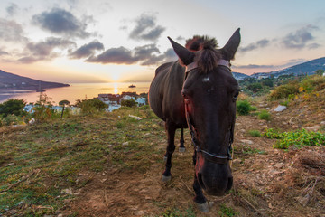 Morgendliche Begegnung über der Bucht von Alinda, Leros