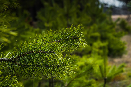 Fototapeta Green Spruce Tree Branches