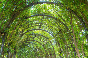 午後の庭園　緑のトンネル