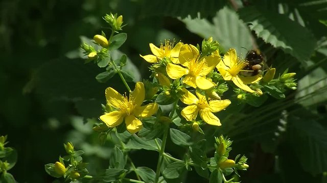 Johanniskrautbl&uuml;ten und eine Hummel