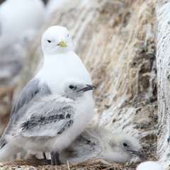 Kittiwake (Rissa tridactyla), adult with 2 nestlings, Farne Islands, Northumbria, England, UK.