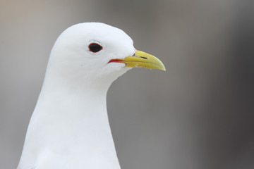 Kittiwake (Rissa tridactyla), adult 'head and shoulders' portrait, Farne Islands, Northumbria, England, UK.