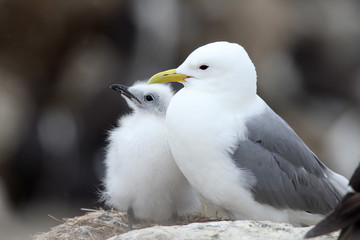 Kittiwake (Rissa tridactyla), adult with a nestling, Farne Islands, Northumbria, England, UK.