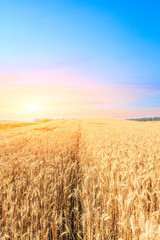 Fototapeta premium Ripe wheat field landscape at sunset