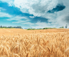 Ripe wheat field and blue sky with clouds