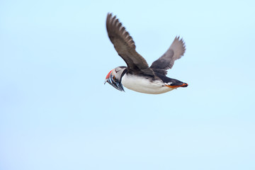 Atlantic Puffin (Fratercula arctica), in flight with a beak full of Sandeels, Farne Islands, Northumbria, England, UK.