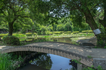 Fototapeta na wymiar 睡蓮の咲く池に掛かる橋