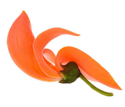 Butea Monosperma or Palash Flower of Southeast Asia isolated on white background