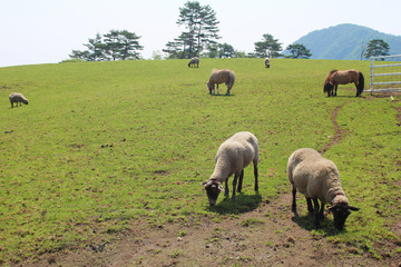 日光霧降高原　大笹牧場の羊