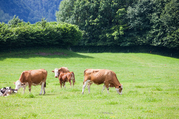 Fototapeta na wymiar Cow on the alpine green grass summer meadow