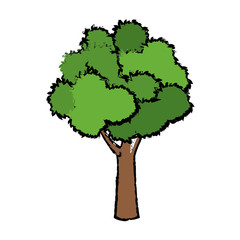 tree for forest park and garden plant natural