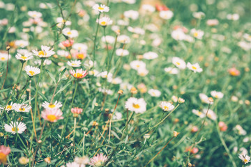 flowers field, flowers background. bright and soft focus process 