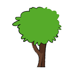 tree for forest park and garden plant natural