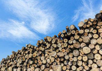 Timber stacked