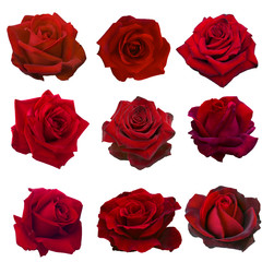 Fototapeta premium kolaż czerwonych róż