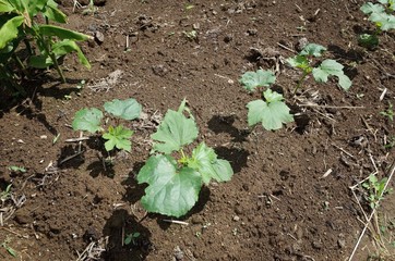 ７月初旬の菜園