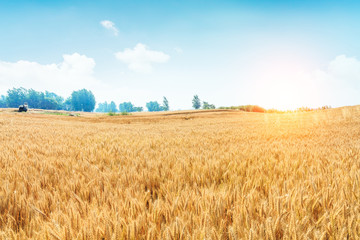 Ripe wheat field and blue sky with clouds