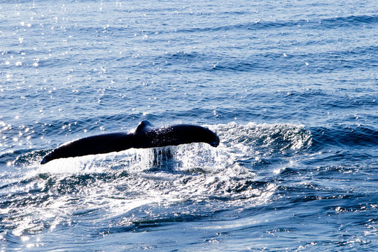 Humpback Whale diving - showing tail