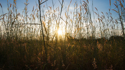 Sunrise in the field for background