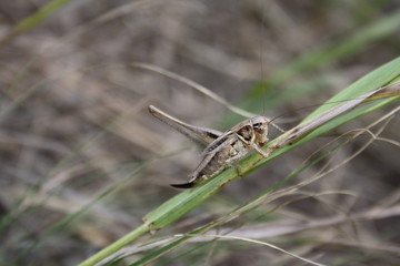  Grasshopper