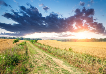 Fototapeta na wymiar A country road at sunset in the wheat field