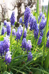 Jacinthes &agrave; grappes