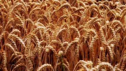 Getreide Ähren im Feld