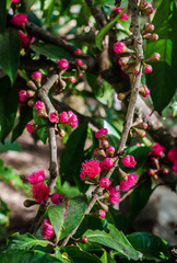 Flower of Malay apple on tree