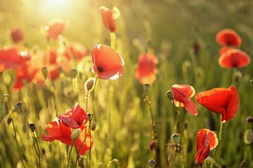 Beautiful summer poppy flowers with red petals. Blooming plants at sunset. Poppy field