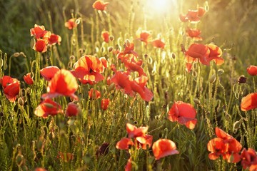 Beautiful summer poppy flowers with red petals. Blooming plants at sunset. Poppy field