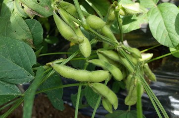 ７月初旬の菜園