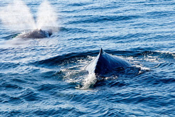 Fototapeta premium Two Humpback Whales surfacing and spraying water through blowhole