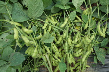 ７月初旬の菜園