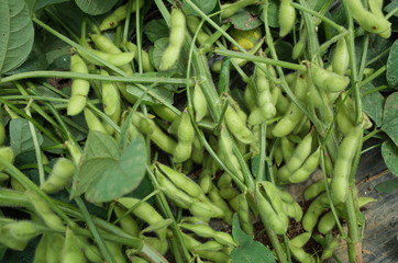 ７月初旬の菜園