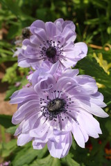 Obraz premium Anémone